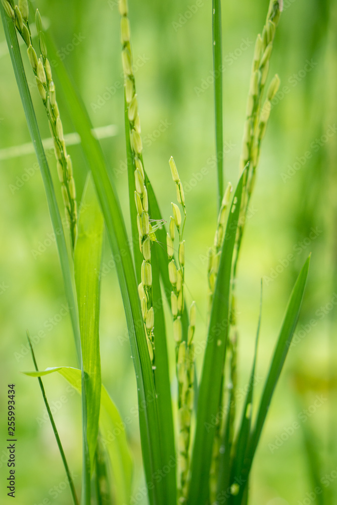 Closeup view of rice ear with blurred background of rice terraces before harvest season in Asia Closeup view of rice ear with blurred background of rice terraces before harvest season in Asia