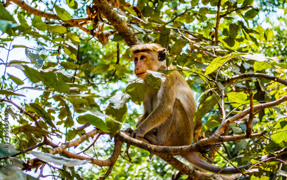 Monkeys in Sigiriya, Sri Lanka