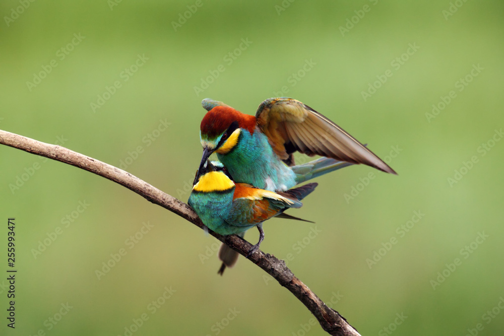 The European bee-eater (Merops apiaster) pair on tree is giving the caught dragonfly.Pair of birds with green background during mating season.