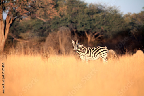 The plains zebra  Equus quagga  formerly Equus burchellii  in high yellow grass in the morning light. Zebra on the savanna.