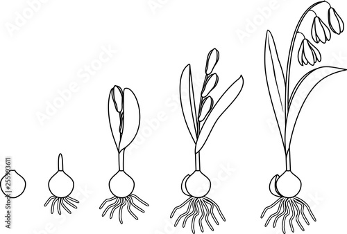 Coloring page with life cycle of Siberian squill or Scilla siberica. Stages of growth from bulb to flowering plant with leaves, flowers and root system