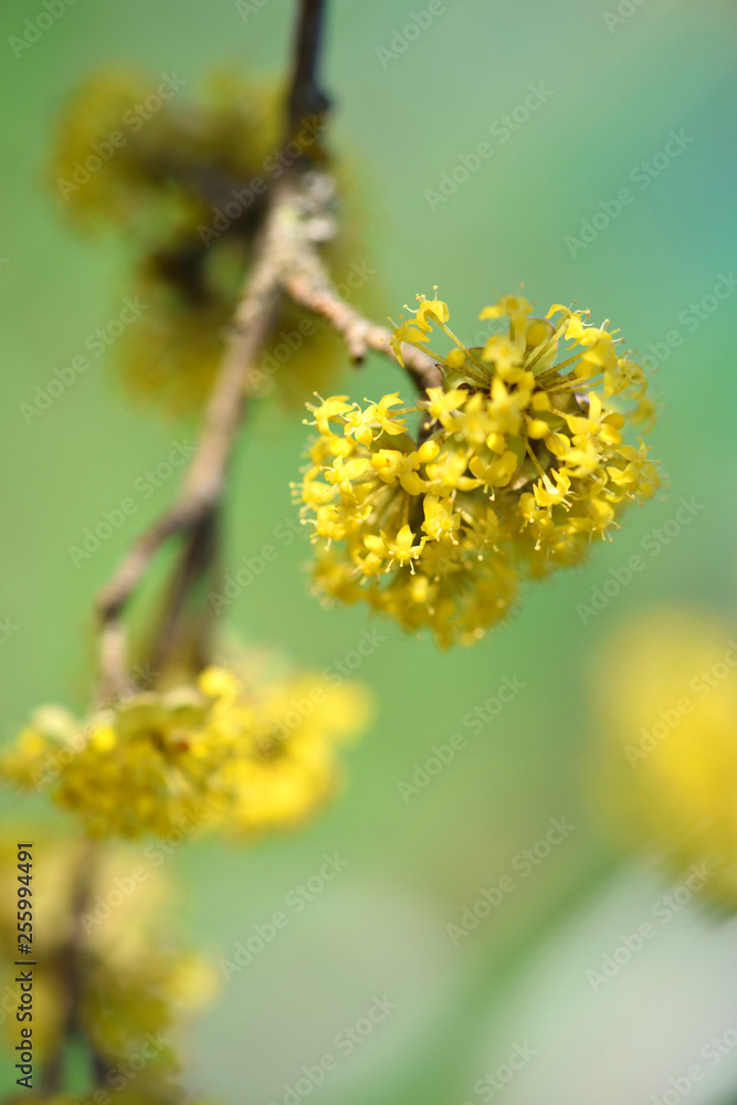 The branch of a flowering dogwoods (Cornus mas) in the sunlight. Soft focus The branch of a flowering dogwoods (Cornus mas) in the sunlight. Soft focus