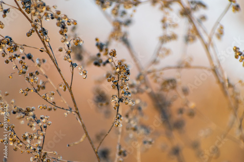 A sprig of tarragon, dried seeds on the Bush, in the cold season, winter and early spring.Spicy plant with blurred background. Beautiful natural texture, delicate natural pattern.