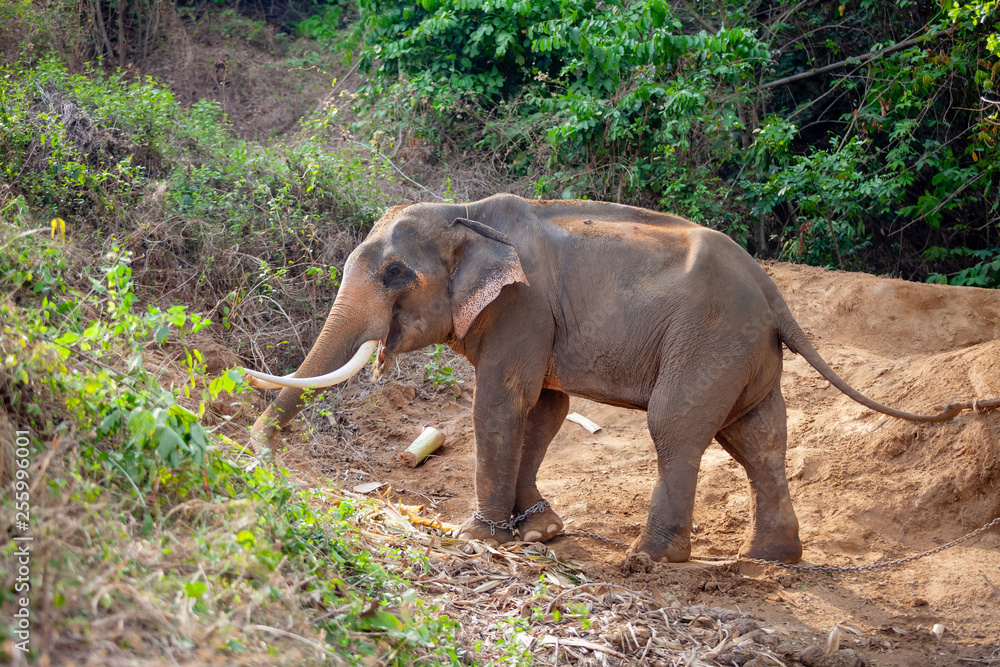 Obraz premium Adult male elephant with its tusk(ivory) and trunk chained in elephant camp site at Kanchanaburi, Thailand February 15, 2019