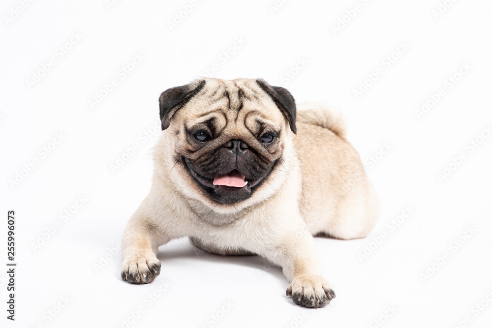 Cute pet dog pug breed lying and smile with happiness feeling so funny and making serious face isolated on white background,Pet Friendly Concept