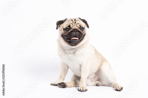 Cute pet dog pug breed sitting and smile with happiness feeling so funny and making serious face,ฺBeautiful Purebred dog and healthy dog,Isolated on white background,Dog friendly Concept © 220 Selfmade studio