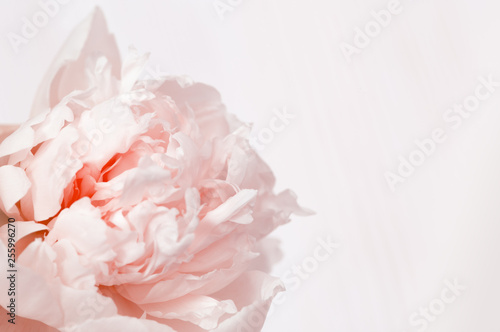 Floral background, close up photography delicacy petals of pink peonies with copy space. Soft selective focus. © yrabota