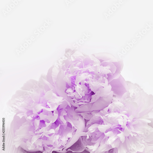  Close up petals of peonies. Natural Flowery background with copy space, lilac colored flowers. Soft selective focus.