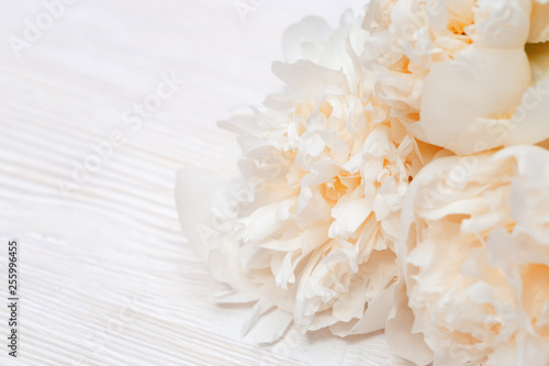 Petals of flowers peony close up on light wood. Gentle natural background cream colred. Soft selective focus.