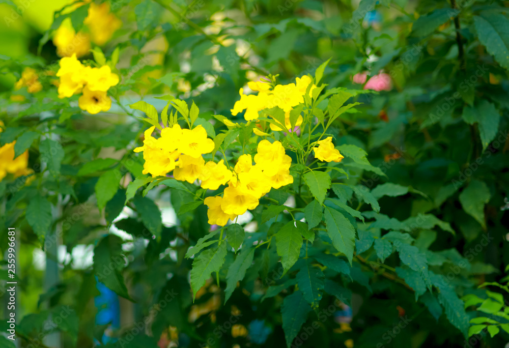 Allamanda Yellow Allamanda with many layers petals, Oleander Allamanda, Bush Allamanda. Scientific name Allamanda Yellow Allamanda with many layers petals, Oleander Allamanda, Bush Allamanda. Scientific name