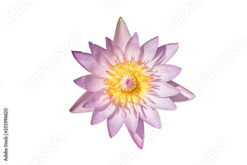 Top view beautiful lotus flower in pond. Water lily isolated on white background.