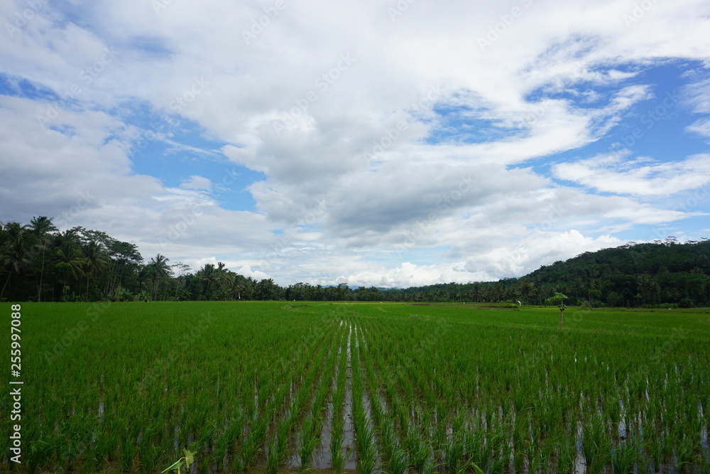 Fototapeta premium the rice field landscape