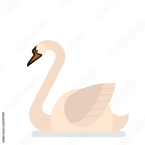 Swan bird with white feather