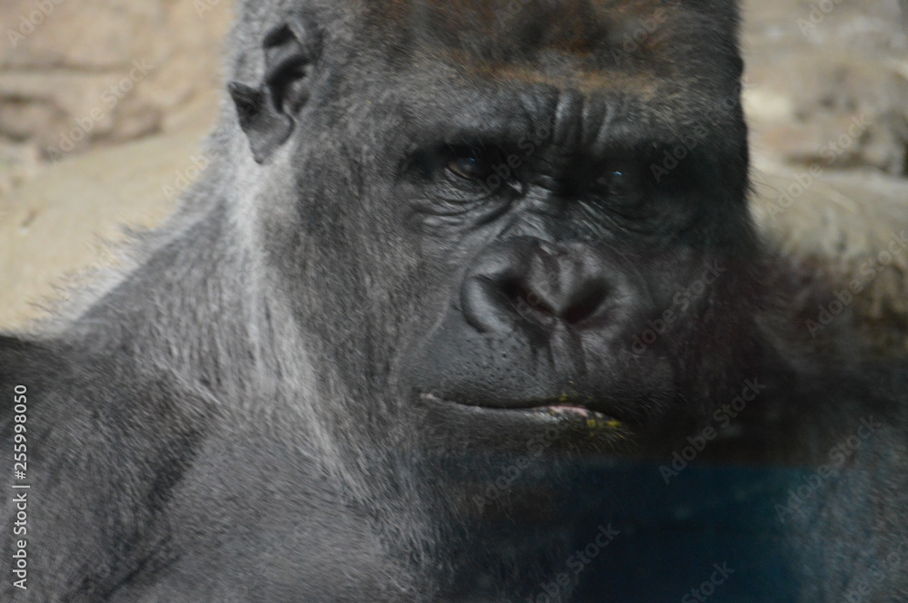 Obraz premium Western Lowland Gorilla