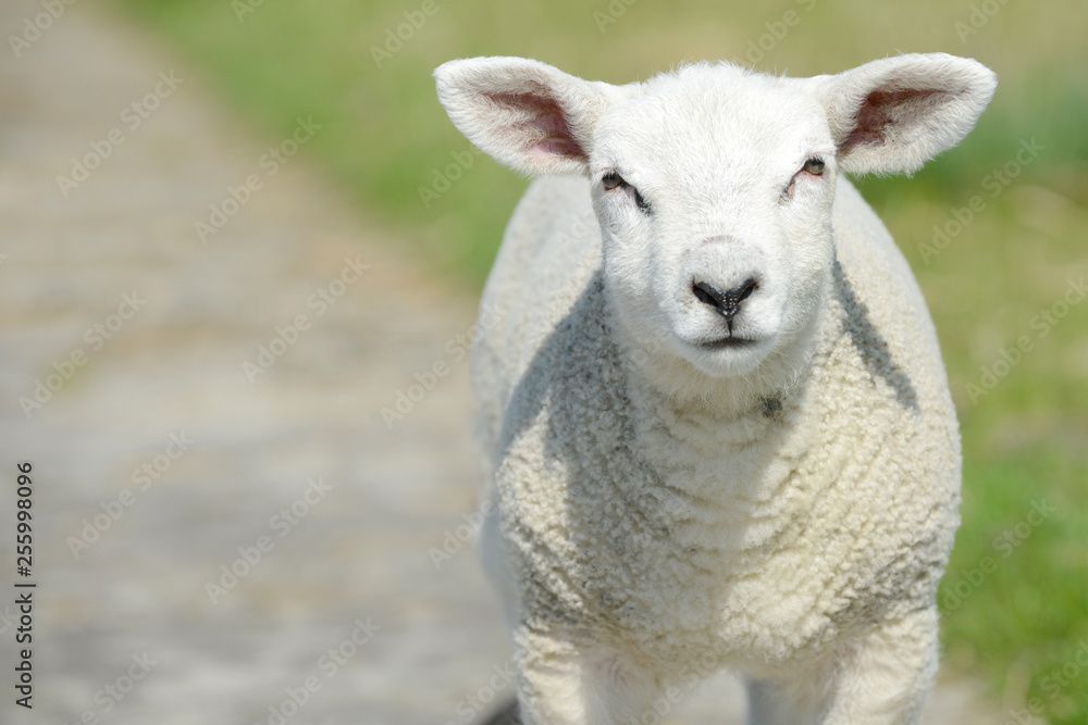 lamb standing on pasture and looking lamb standing on pasture and looking
