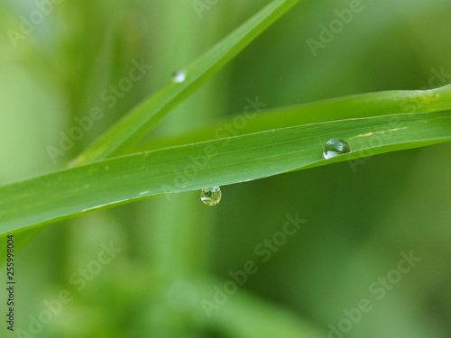 Rain drops on an under green grass on green background