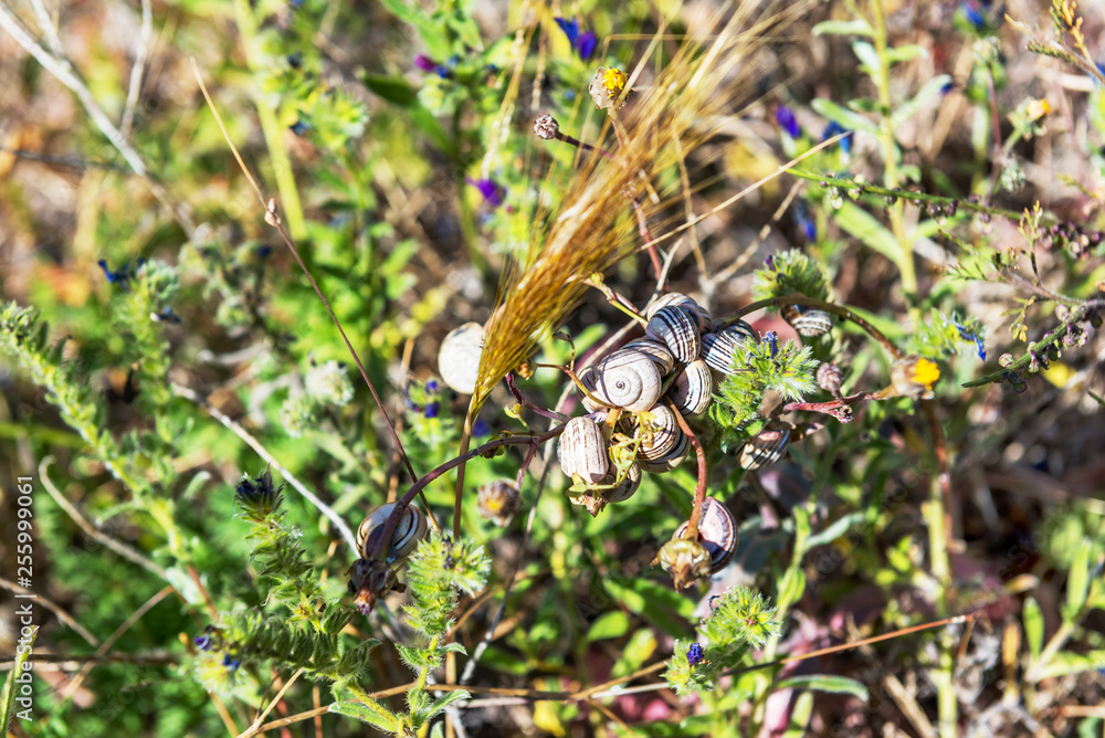 Many snails on the plant in the spring. Many snails on the plant in the spring.