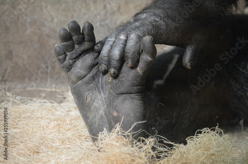 Western Lowland Gorilla hand and foot