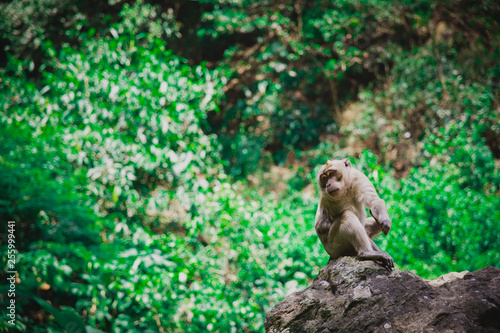 Monkey sitting on a rock in a Rain Forest in Lembang Indonesia © Ivan Yohan
