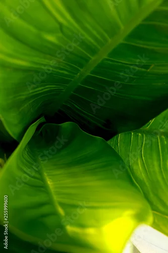 Fototapeta samoprzylepna duże, zielone liście