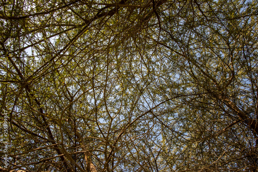 Sky seen through acacia branches, Abu Dhabi Sky seen through acacia branches, Abu Dhabi