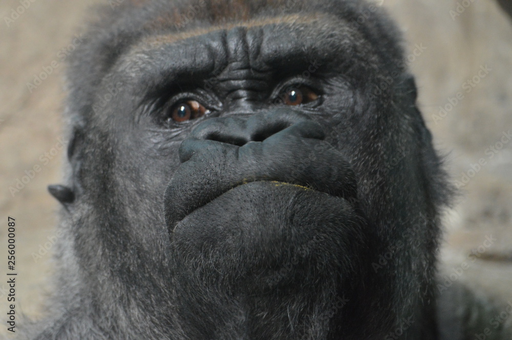 Fototapeta premium Western Lowland Gorilla