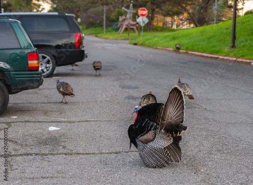 Wild turkeys walking down the street with no worries in Berkeley Ca. photo