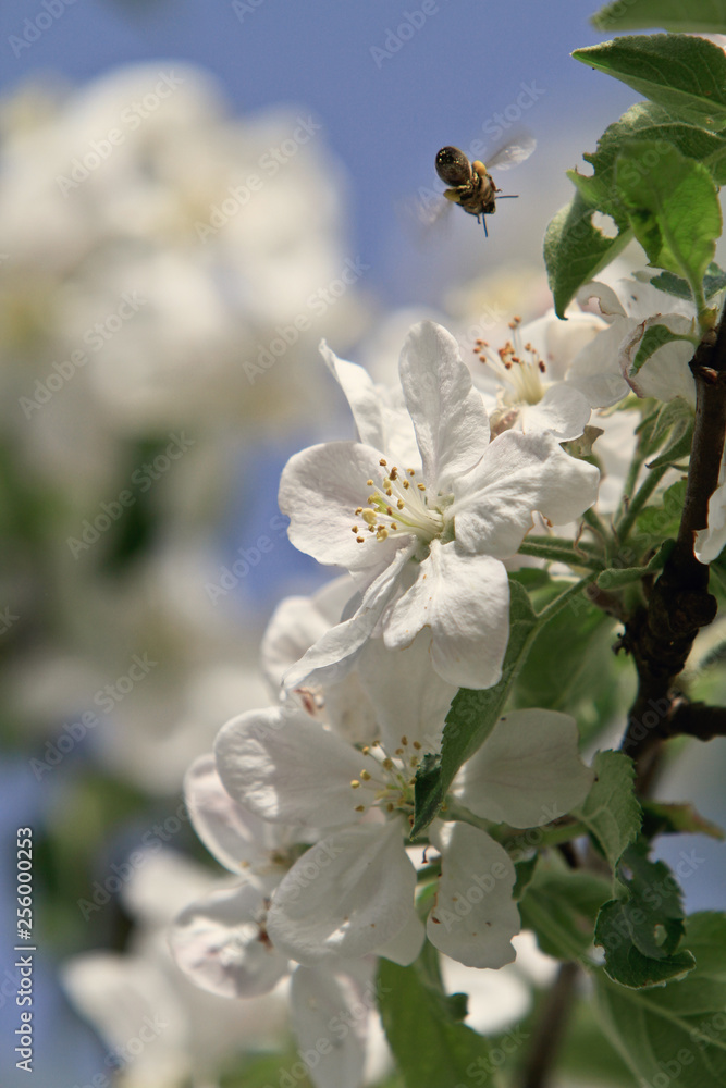 blooming apple tree branch blooming apple tree branch