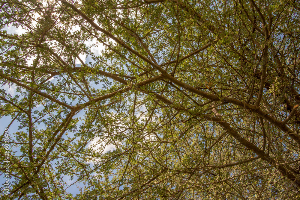 Fototapeta premium Sky seen through acacia branches, Abu Dhabi