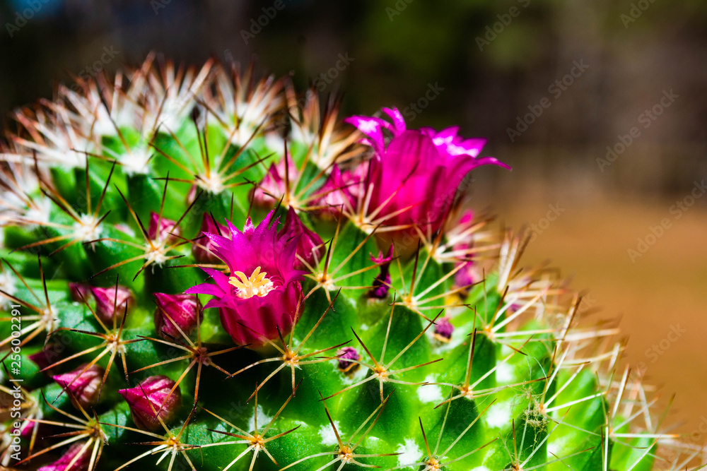 Bright purple cactus flowers blooming.