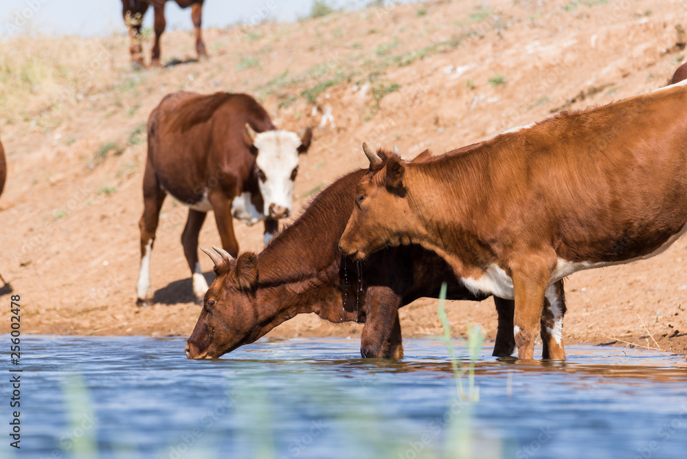 Cows at a watering place drink water and bathe during strong heat and drought. Kalmykia region, Russia. Cows at a watering place drink water and bathe during strong heat and drought. Kalmykia region, Russia.