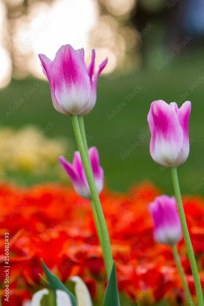 white pink tulips on a background of red and yellow tulips white pink tulips on a background of red and yellow tulips