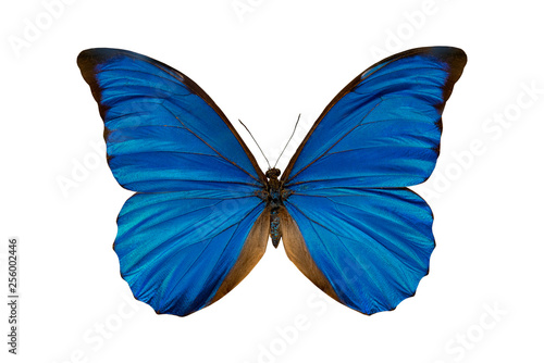 Butterfly morpho anaxibia collection.