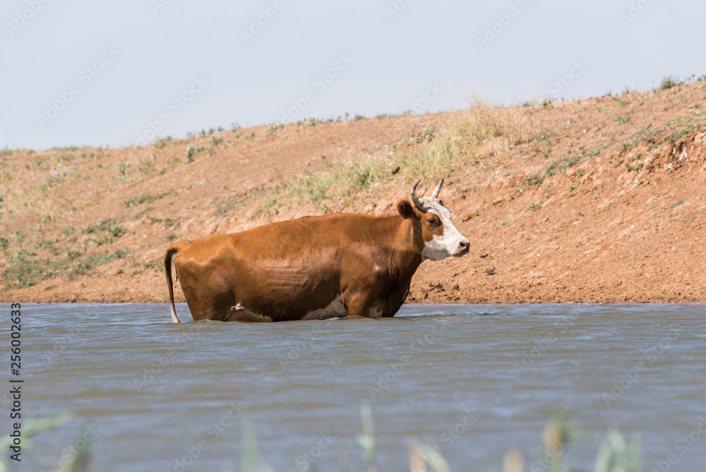 Cows at a watering place drink water and bathe during strong heat and drought. Kalmykia region, Russia. Cows at a watering place drink water and bathe during strong heat and drought. Kalmykia region, Russia.