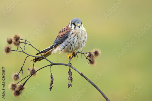 Foto American kestrel (Falco sparverius) is the smallest and most common falcon in North America