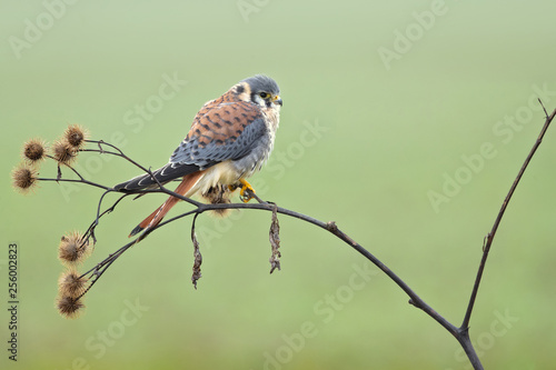Foto American kestrel (Falco sparverius) is the smallest and most common falcon in North America