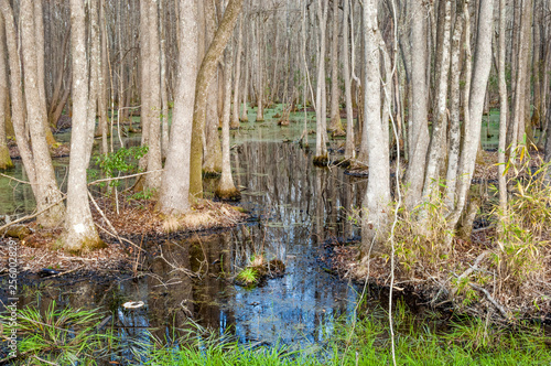 Foto Famous cypress and tupelo swamp in South Carolina in springtime, USA