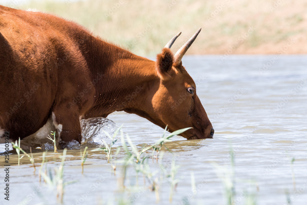 Cows at a watering place drink water and bathe during strong heat and drought. Kalmykia region, Russia. Cows at a watering place drink water and bathe during strong heat and drought. Kalmykia region, Russia.