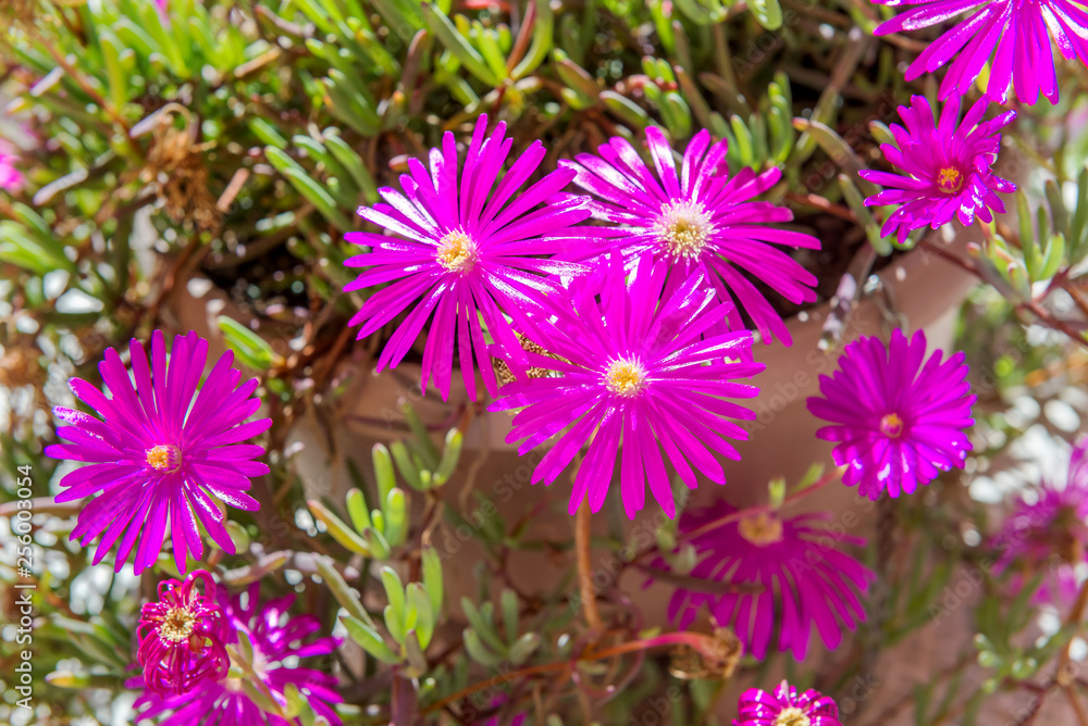 Fototapeta premium Lilac flowers of Portulaca, Spain.