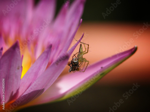 Spider eating insects It can be found on the bloom pink lotus