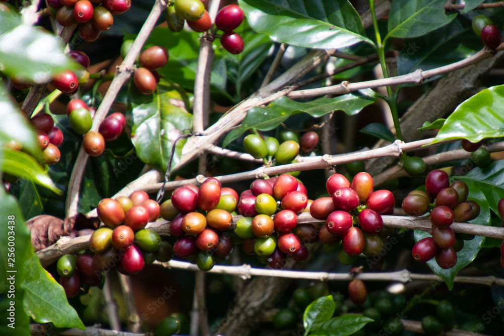 Coffee bean in coffee tree plantation.Fresh green and red berry of coffee in organic farm. Coffee bean in coffee tree plantation.Fresh green and red berry of coffee in organic farm.