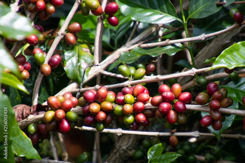 Coffee bean in coffee tree plantation.Fresh green and red berry of coffee in organic farm.