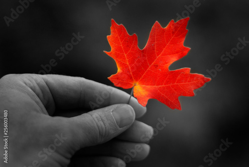 Hand Holding Fall Red Maple Leaf Foliage Autumn