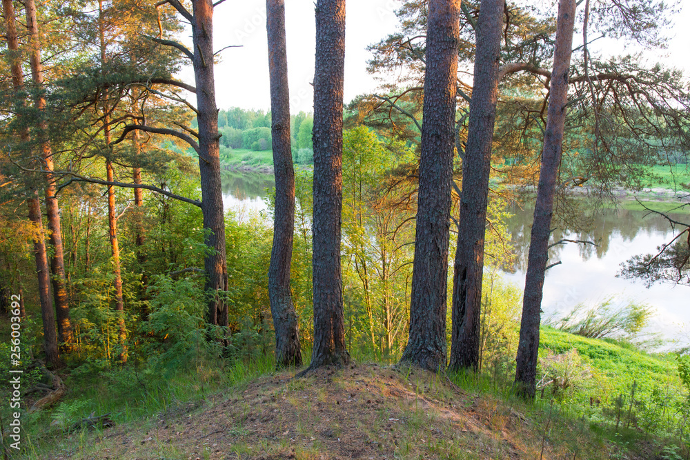 Fototapeta premium road in the forest