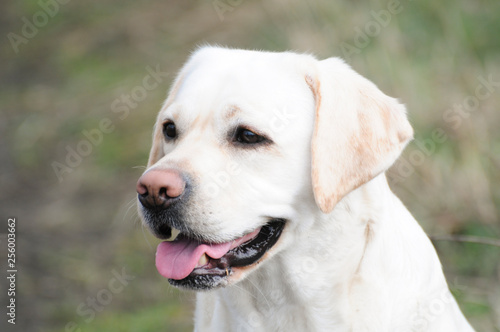 Labrador