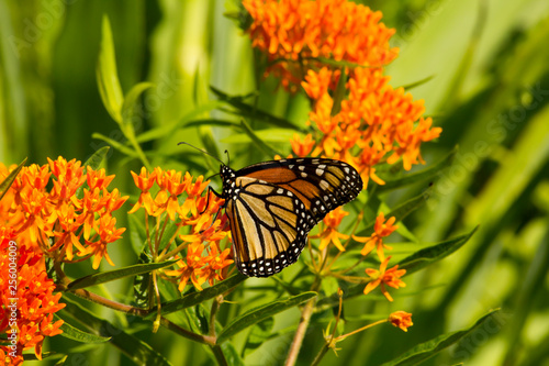 Monarch butterfly with delicate wings feeding on milkweed plant