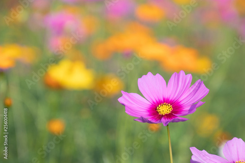 Pink and yellow cosmos flower field background.Beautiful cosmos flower field in summer.