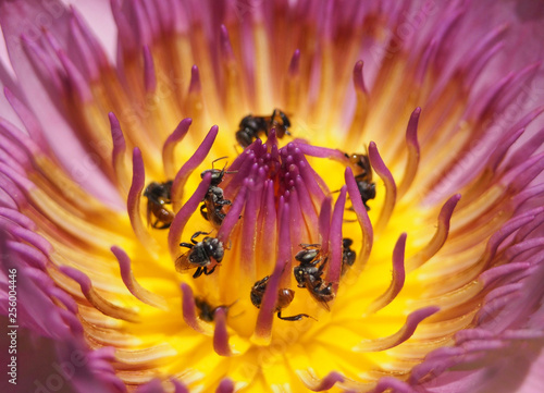 Many insects are looking for sweet nectar from Pink lotus.