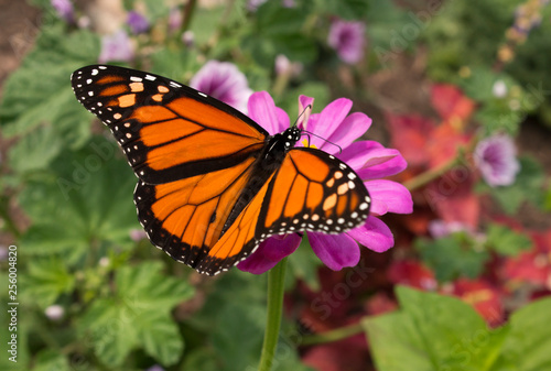 Monarch butterfly with colorful orange and black markings nectaring in a flower garden © MediaMarketing
