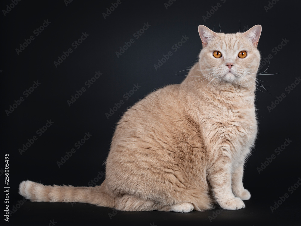 Big adult cream British Shorthair cat sitting side ways Looking at camera with mesmerizing orange eyes. Isolated on black background. 